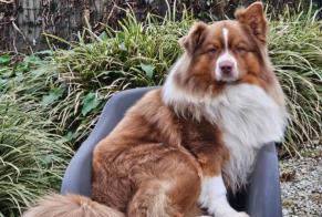 Alerta desaparecimento Cão  Macho , 4 anos Sombreffe Belgium