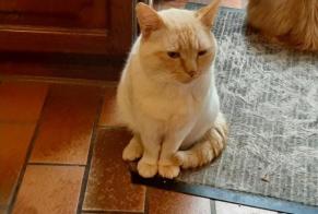 Alerta desaparecimento Gato cruzamento Macho , 3 anos Quévy Belgium