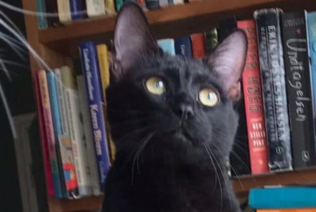 Alerta desaparecimento Gato Macho , 2 anos Sartrouville France
