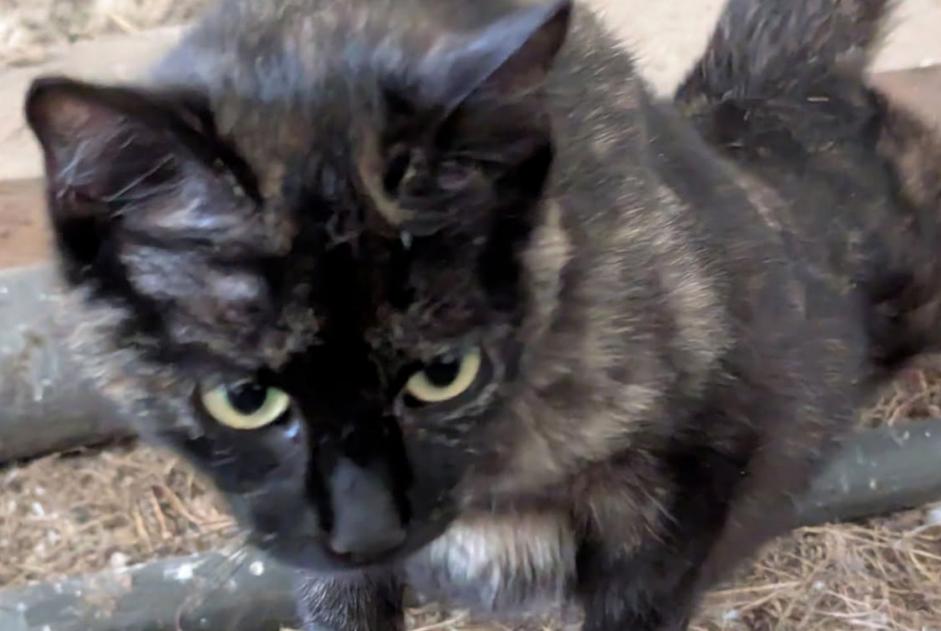 Alerta descoberta Gato Fêmea Saint-Méard-de-Gurçon France
