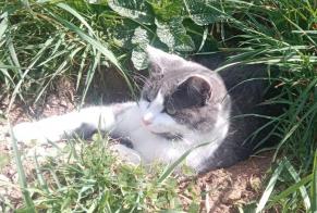 Alerta desaparecimento Gato Macho , 2 anos Lamure-sur-Azergues France