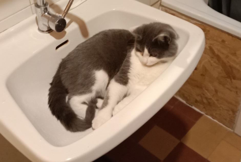 Alerta desaparecimento Gato Macho , 2 anos Lamure-sur-Azergues France