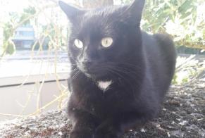 Alerta descoberta Gato Desconhecido Saint-Saulve France
