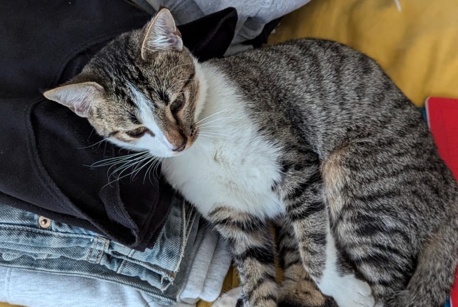 Alerta desaparecimento Gato cruzamento Fêmea , 1 anos Bordeaux France