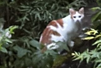 Alerta desaparecimento Gato Macho , 2 anos Cruseilles France