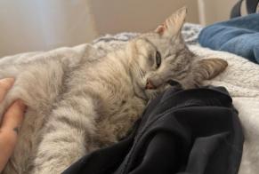 Alerta descoberta Gato  Fêmea Amiens France