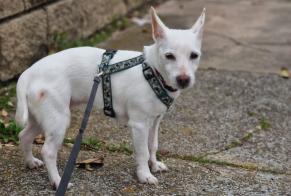 Alerta desaparecimento Cão  Fêmea , 16 anos Narbonne France