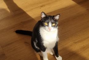 Alerta desaparecimento Gato Fêmea , 1 anos Mougins France