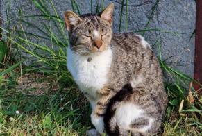 Alerta descoberta Gato Desconhecido Bannost-Villegagnon France